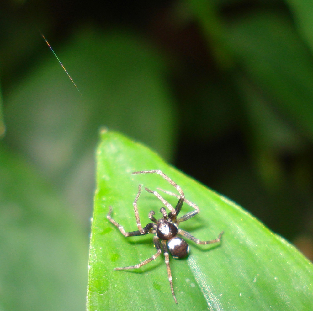 Pulchellodromus bistigma - Anzio (RM)